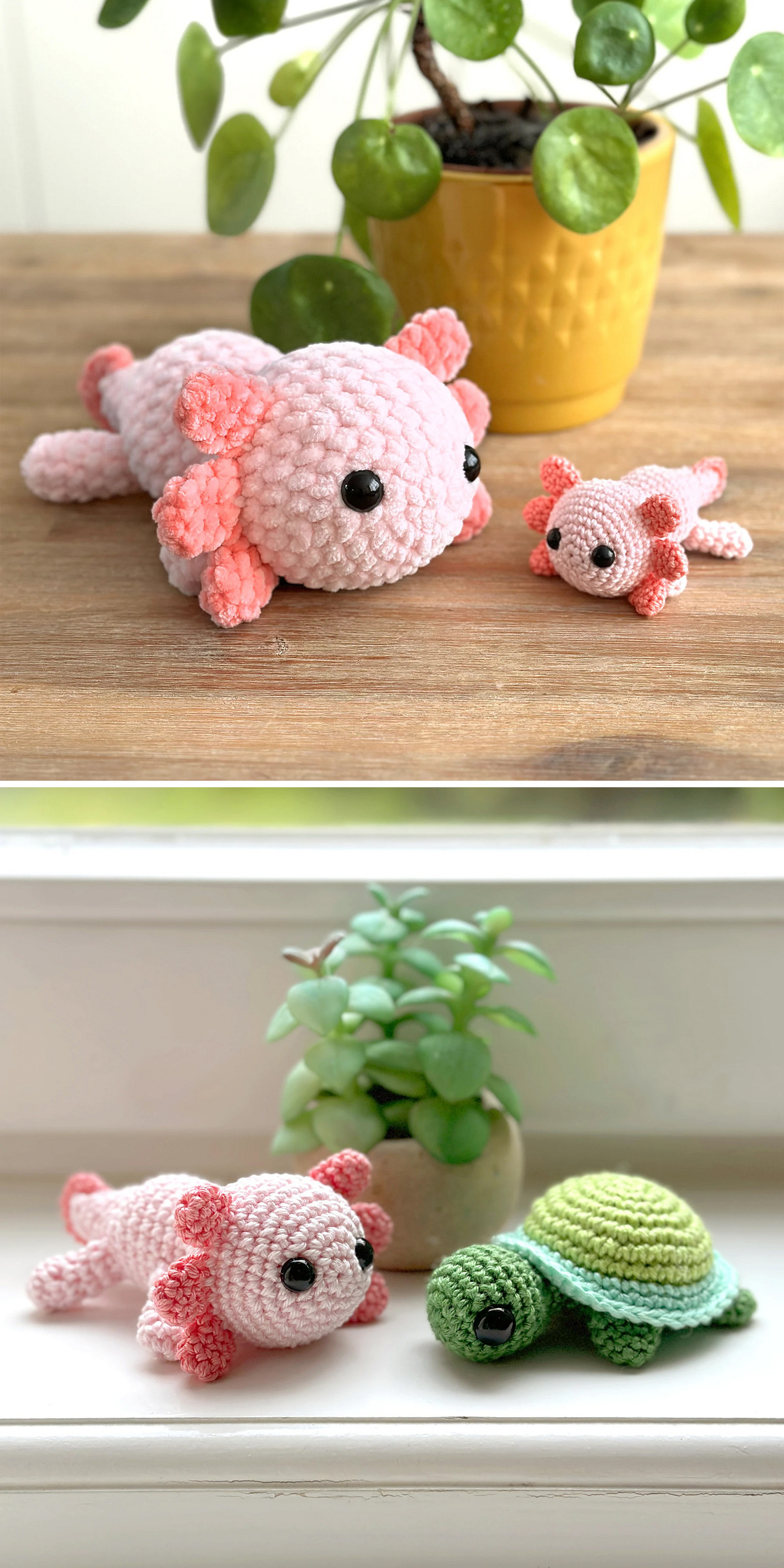 Lucy, a pale pink axolotl, rests beside a smaller matching toy on wood; below, she meets a green turtle by a window. Coral gills frame her stitched face. Discover pink axolotl crochet inspiration for aquatic amigurumi.